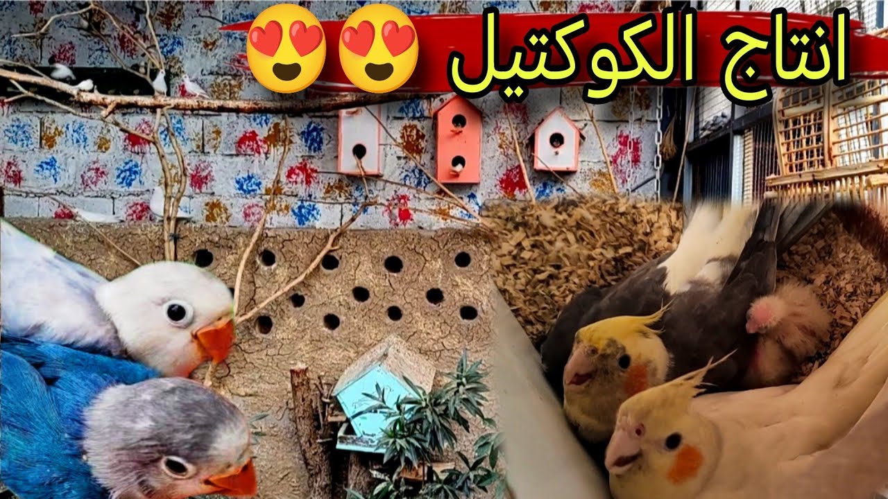 صورتلكم انتاج الطيور 🦜 + اجواء المطر #محمية #طيور 