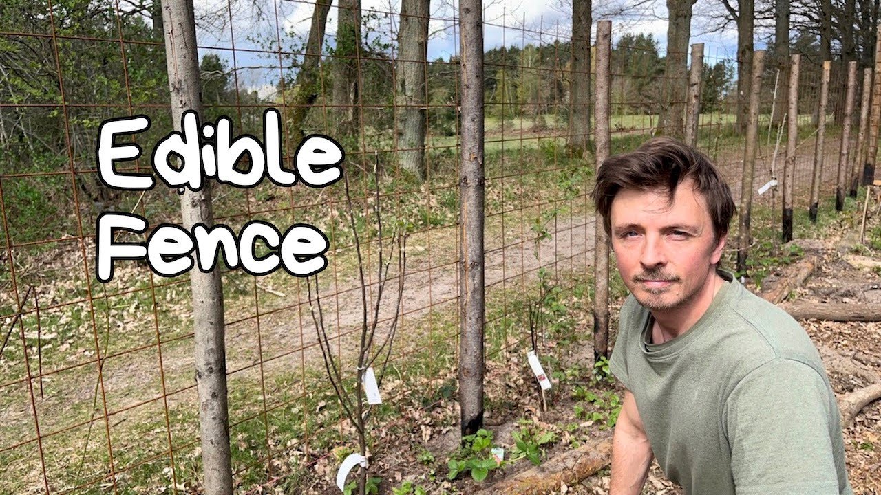 Создание съедобной изгороди для моего лесного сада. Метод посадки растений-компаньонов.