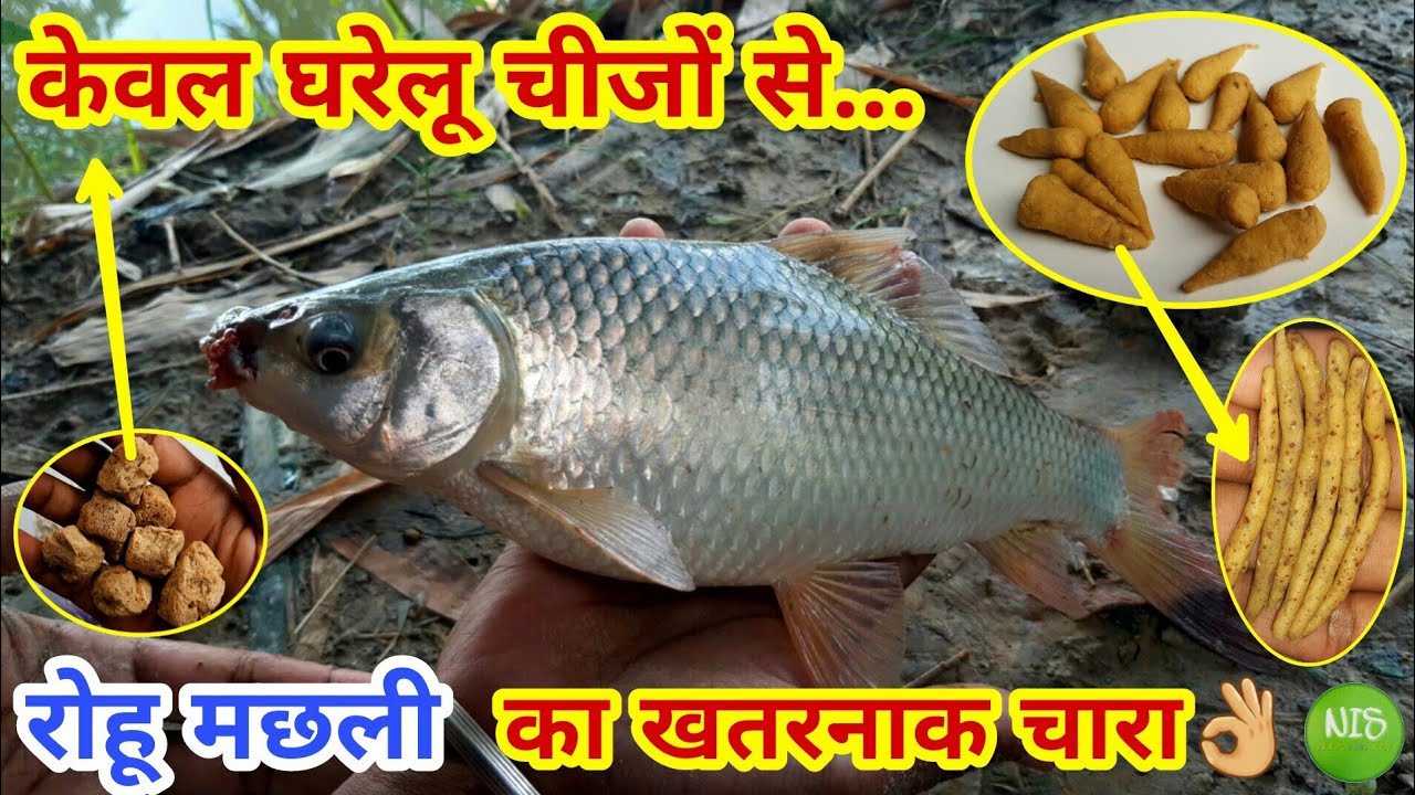 Rohu machhali ka chara bnayen kewal gharelu cheezon se || रोहू मछली का चारा - Rohu fishing bait 2021
