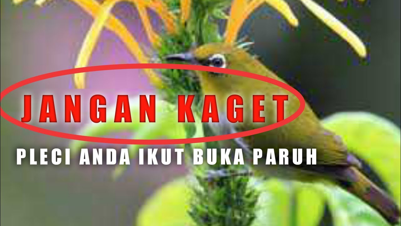 PLECI GACOR NEMBAK NGALAS MANTAP