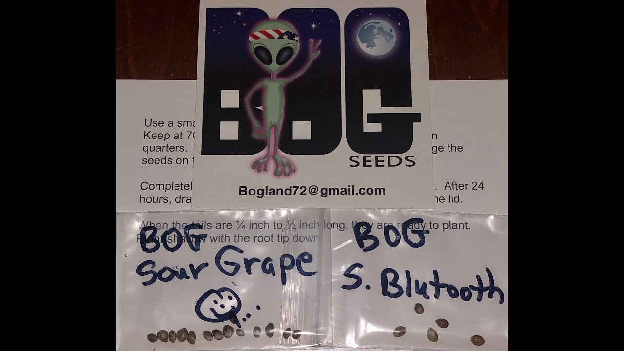 BOG seeds Sour Grape and Sour BluTooth seed to Harvest