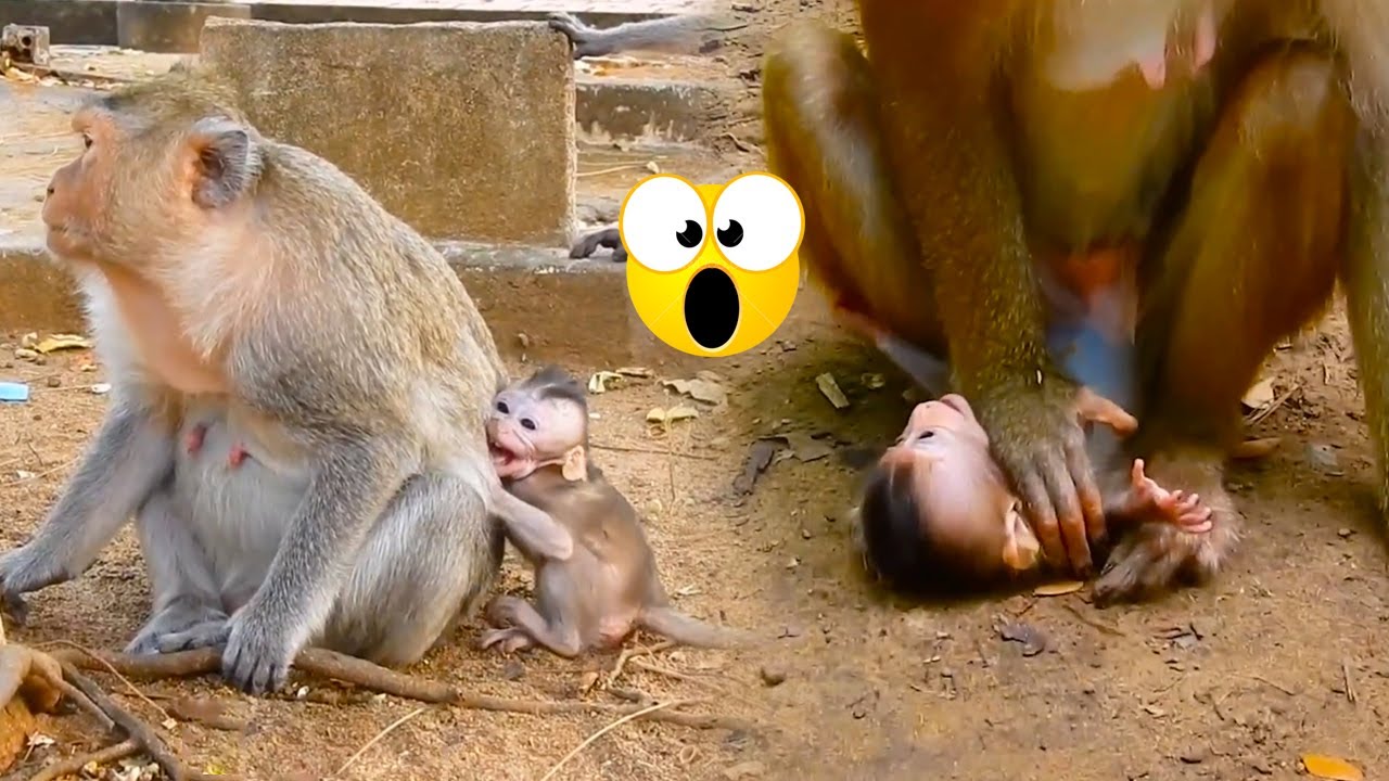 (Tổng hợp) Những chú khỉ con không được khỉ mẹ & đồng loại yêu thương /Poor little monkeys #1 😥
