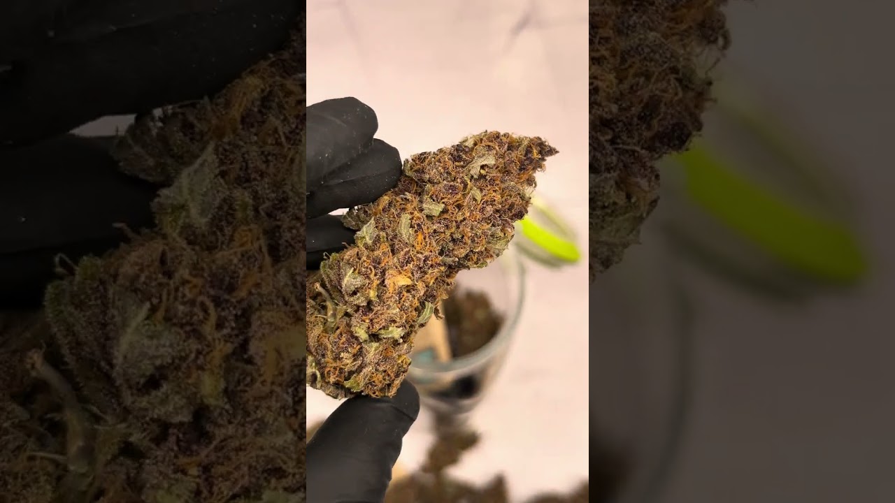 Purple Punch Auto | Fast Buds | Indica by frosty ar