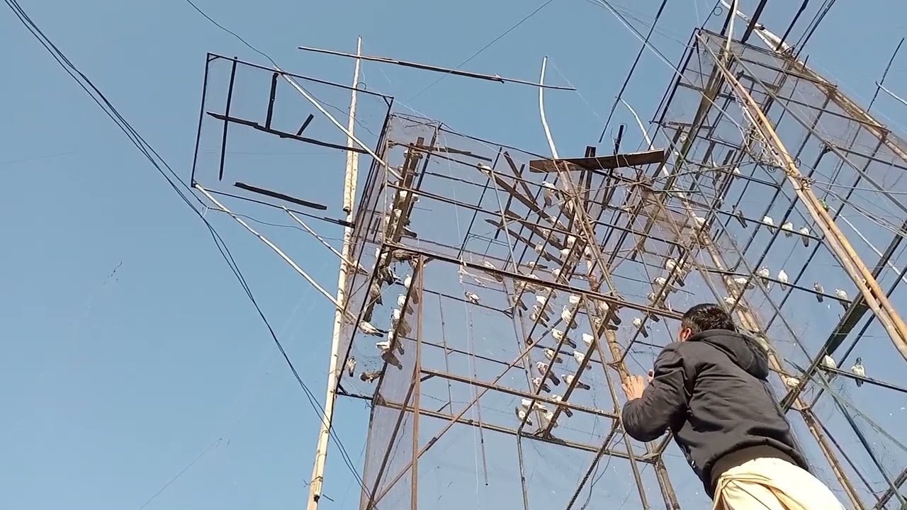 double jamno rang wala kbter betha bht Tez hwa ki waja s ur gya ..it's shakir khan pigeon