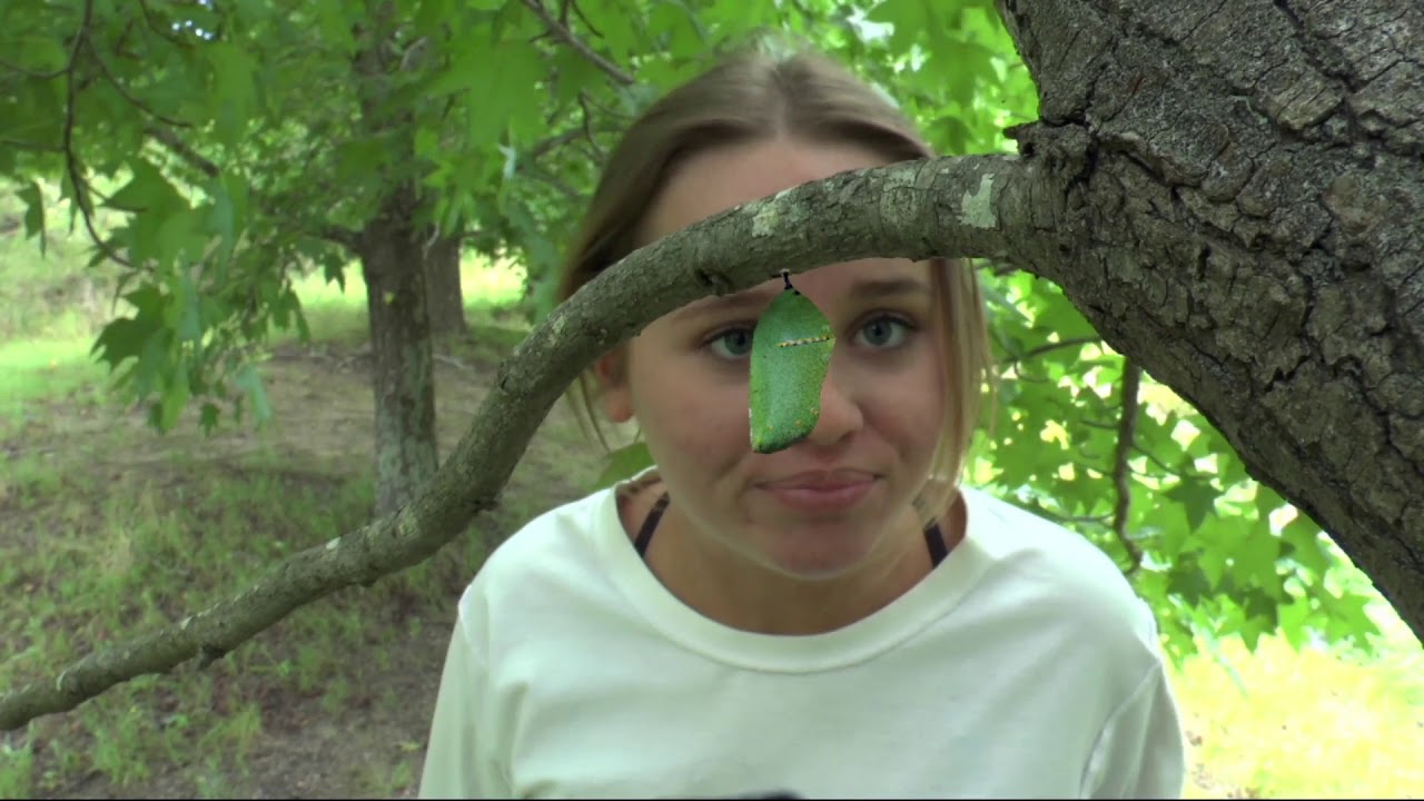 Metamorphosis - HSC Multimedia Major Work 2016 (1st in State and Band 6)