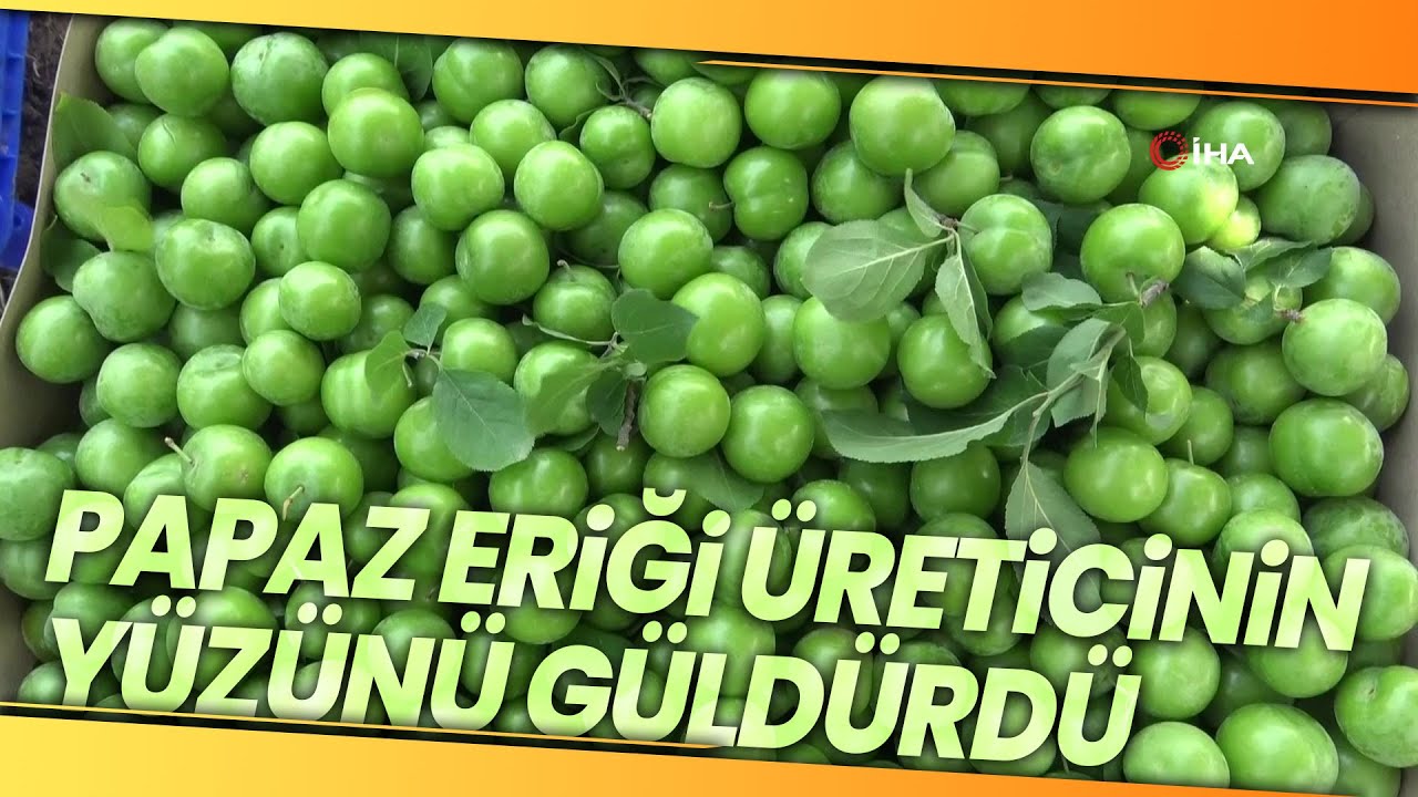 Bursa’nın Meşhur Papaz Eriği Çiftçinin Yüzünü Güldürüyor