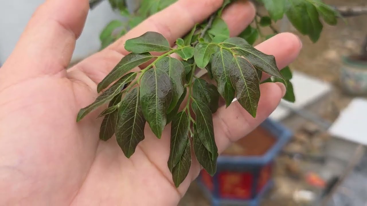 MUỘI HỒNG THANH HÓA - 0382 035 821 