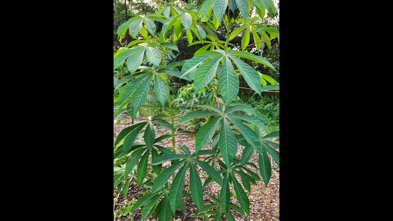 Florida Plant Profile #1: Cassava