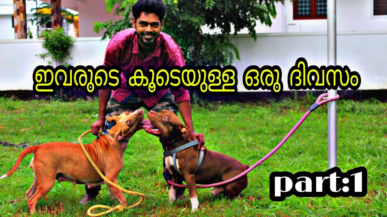 ഞാൻ ഒരു ദിവസം ഡോഗുകളുടെ കൂടെ എങ്ങനെ ചിലവഴിക്കുന്നു... Part 1..