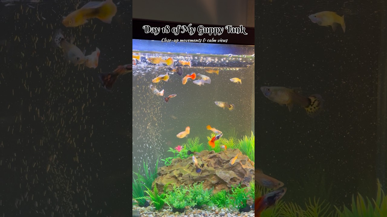Day 18 guppy tank update 🐠 Close Up 