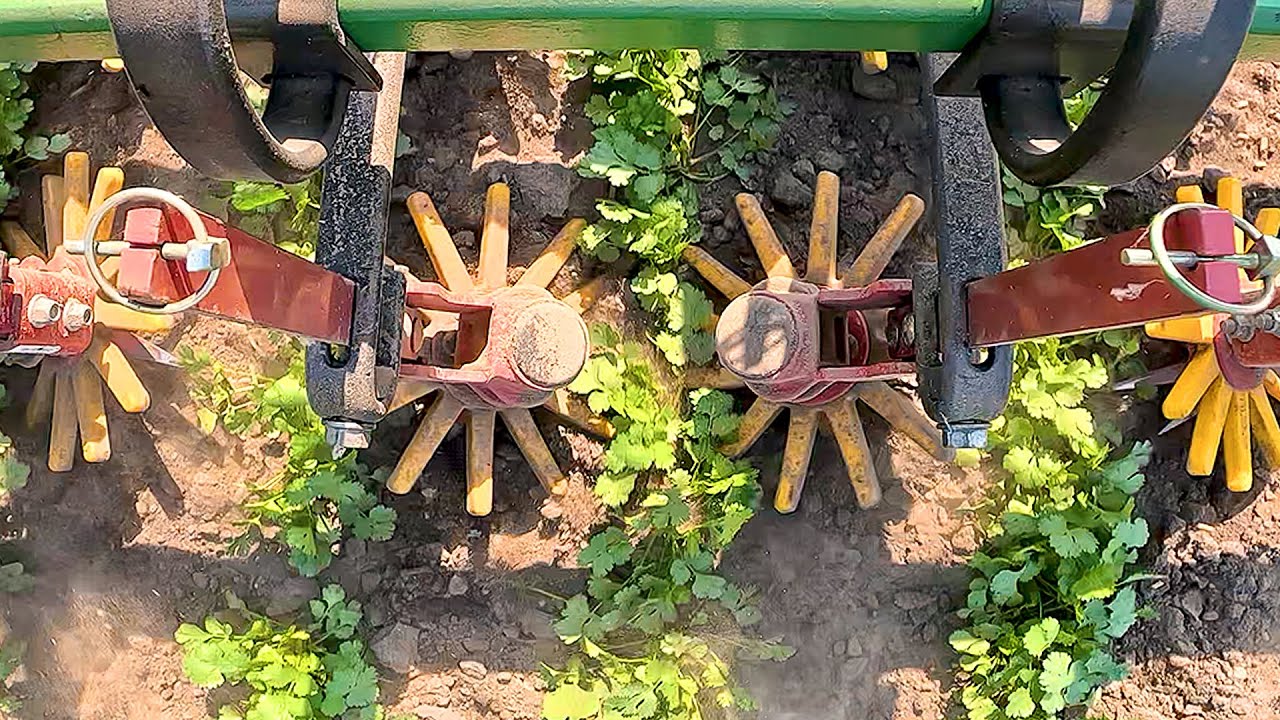 BEST In-Row Weed Control - Finger Weeders