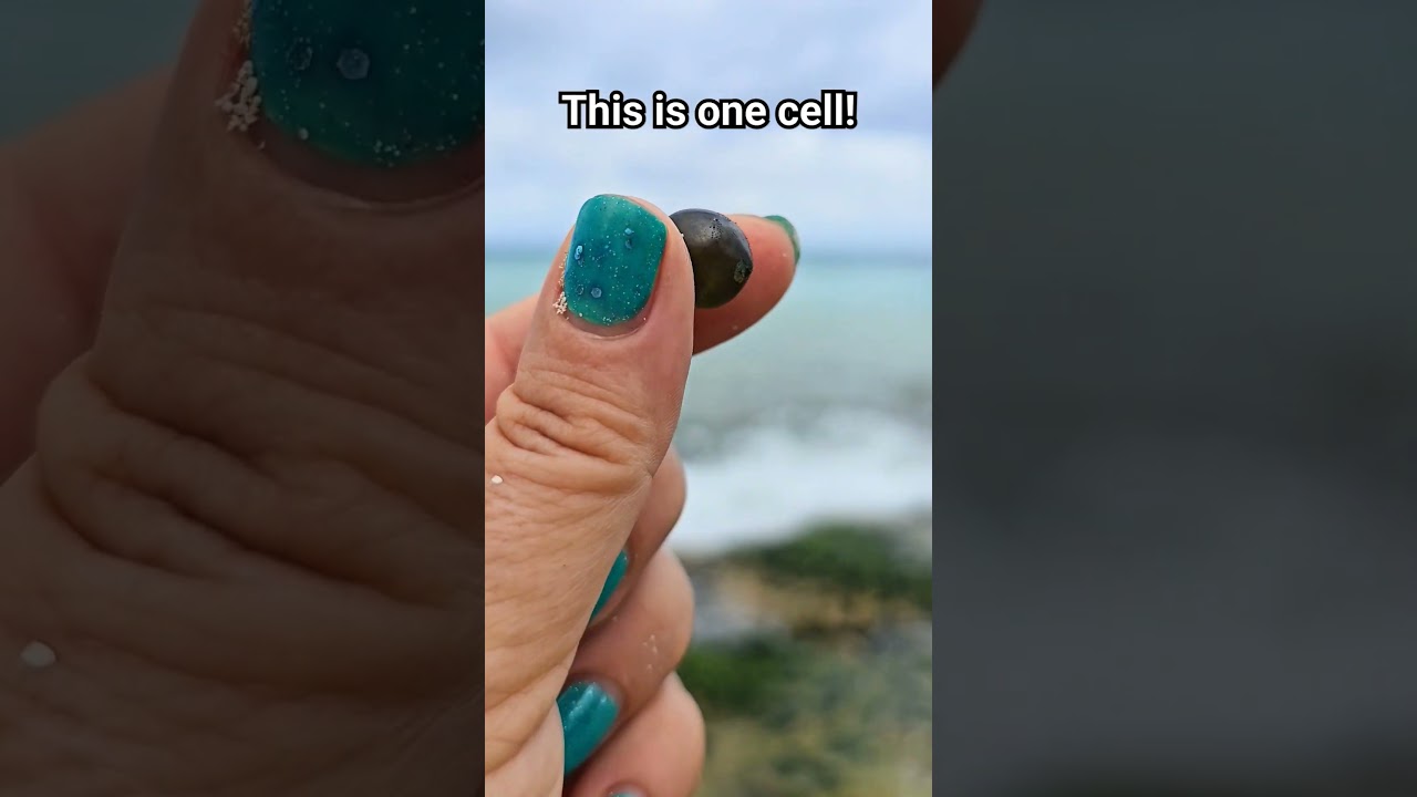 Sailor's eyeball one celled bubble algae Playa del Carmen Mexico Caribbean Sea life #explore #nature