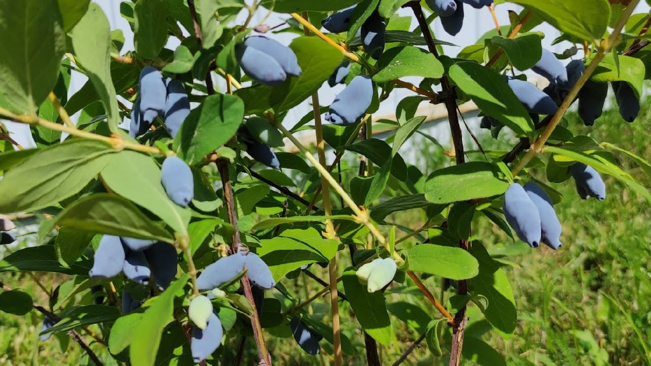 Жимолость Аврора, Индиго Джем, Бореал Близзард - первые ягоды канадских сортов