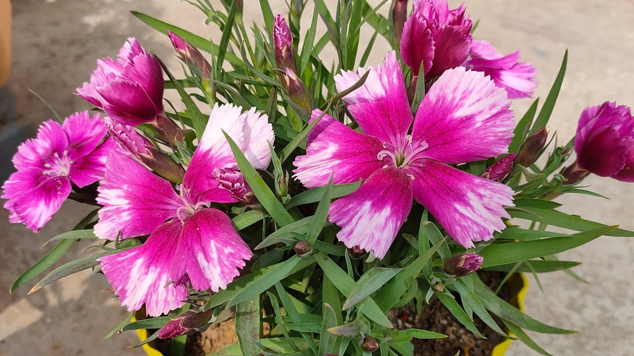 how to grow your plants 🪴 home 🏡 gardening tips #live #garden #plant #tips