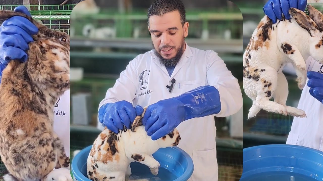 افضل طريقة للقضاء على(الجرب.التهاب العرقوب..الكوكسيديا.الكوليسترديا.ا التناسلية.التهاب الضرع.وغيره)