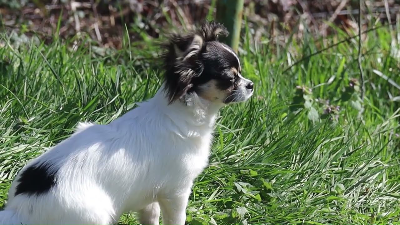 Aidez Aïko à retrouver la santé !