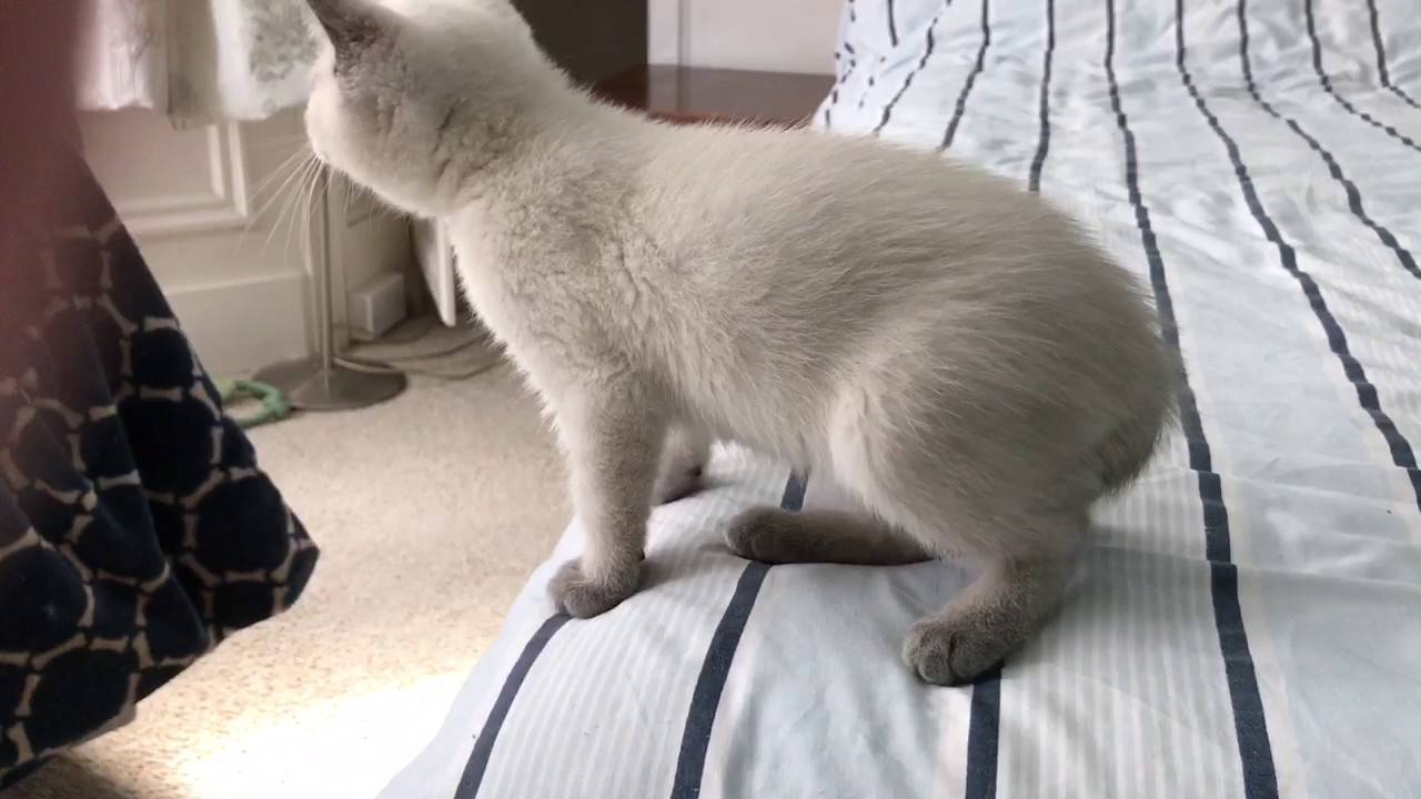 British shorthair Blue colourpoint kitten.