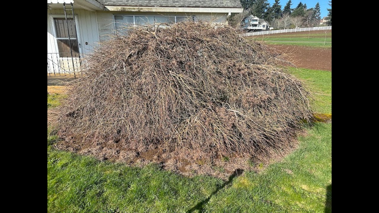 From Hairy Monster to Sculptured Masterpiece—Lace Leaf Maple