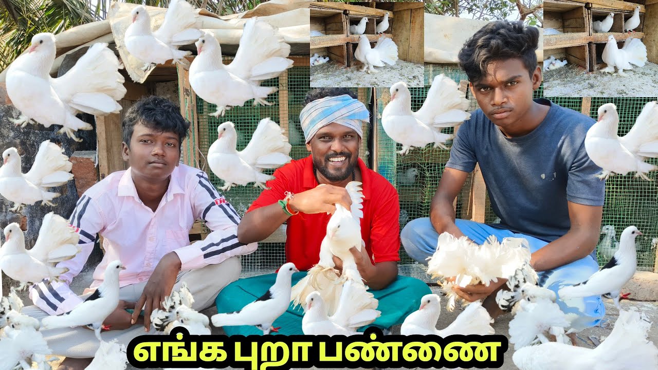 புறா 🐦🐦 பண்ணை #வேட்டை #புறா #pigeons