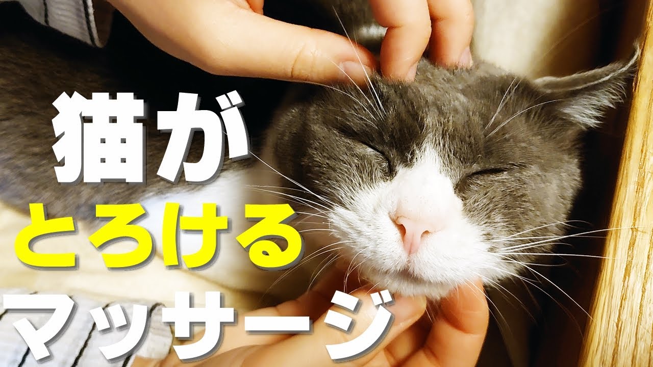 【保護猫】猫が喜ぶマッサージ方法！部位別に適切なテクニックを紹介！