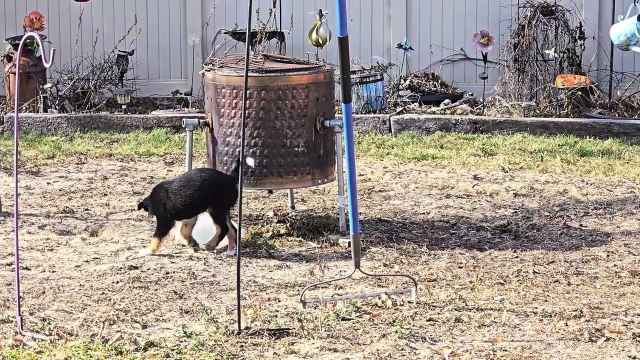 Gracie marie 10 weeks old Border Collie