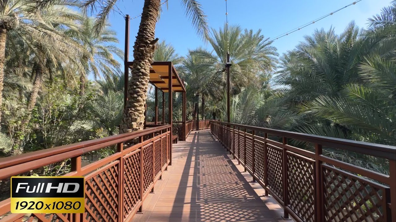 Al Ain Oasis | HD Ambient Walk