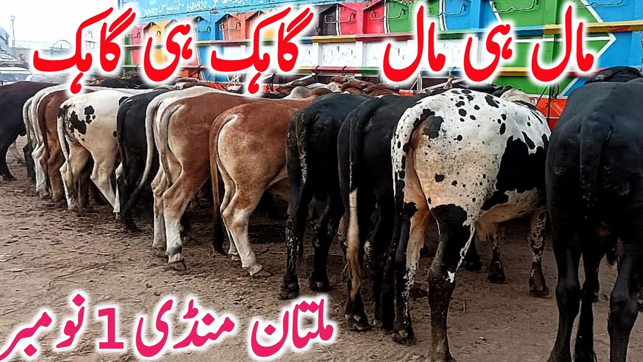 Multan Cow Mandi 2025 | Cholistani & Sahiwal Bachray Ka Zabardast Collection | Dajili & Brahman Rate