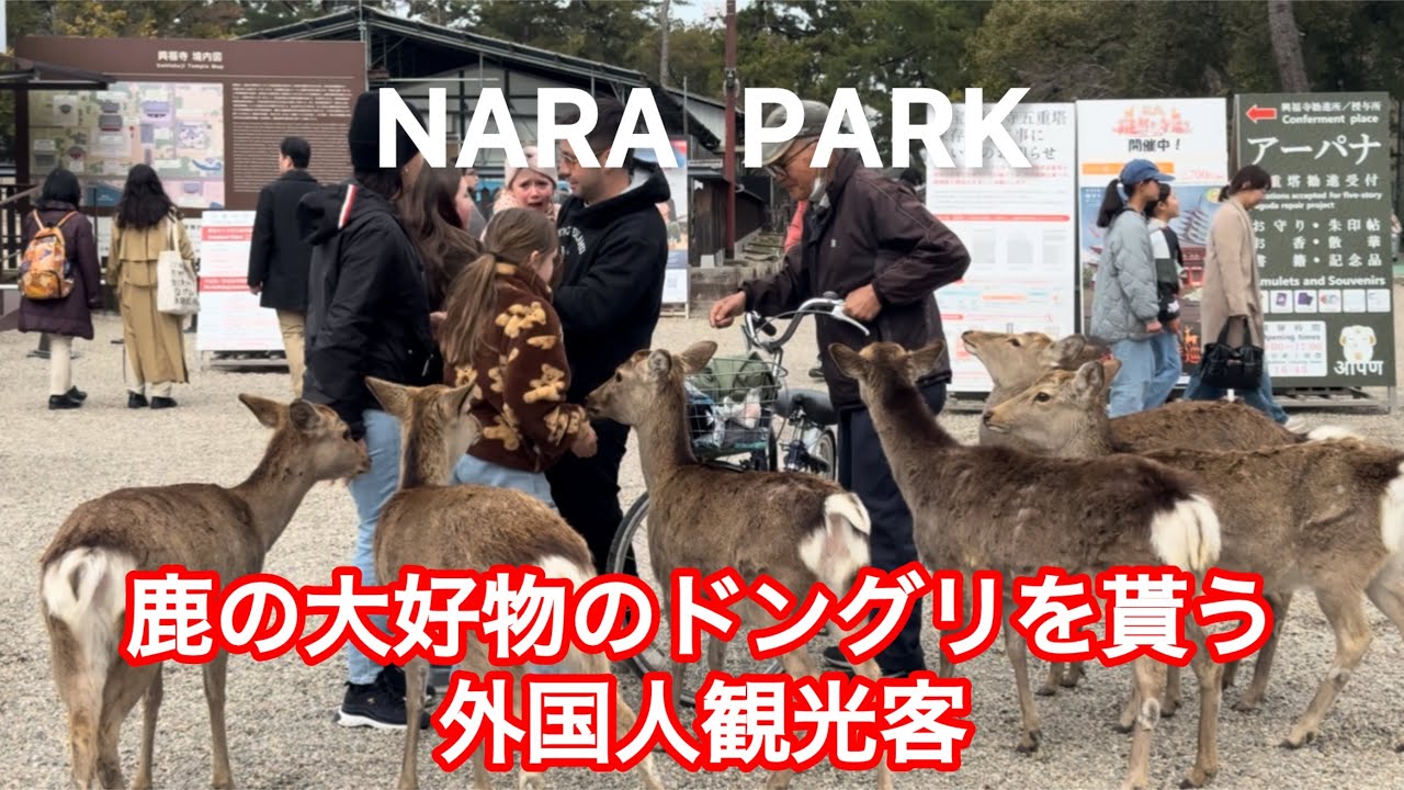 鹿の大好物のドングリを貰う外国人観光客🫎NARA  PARK