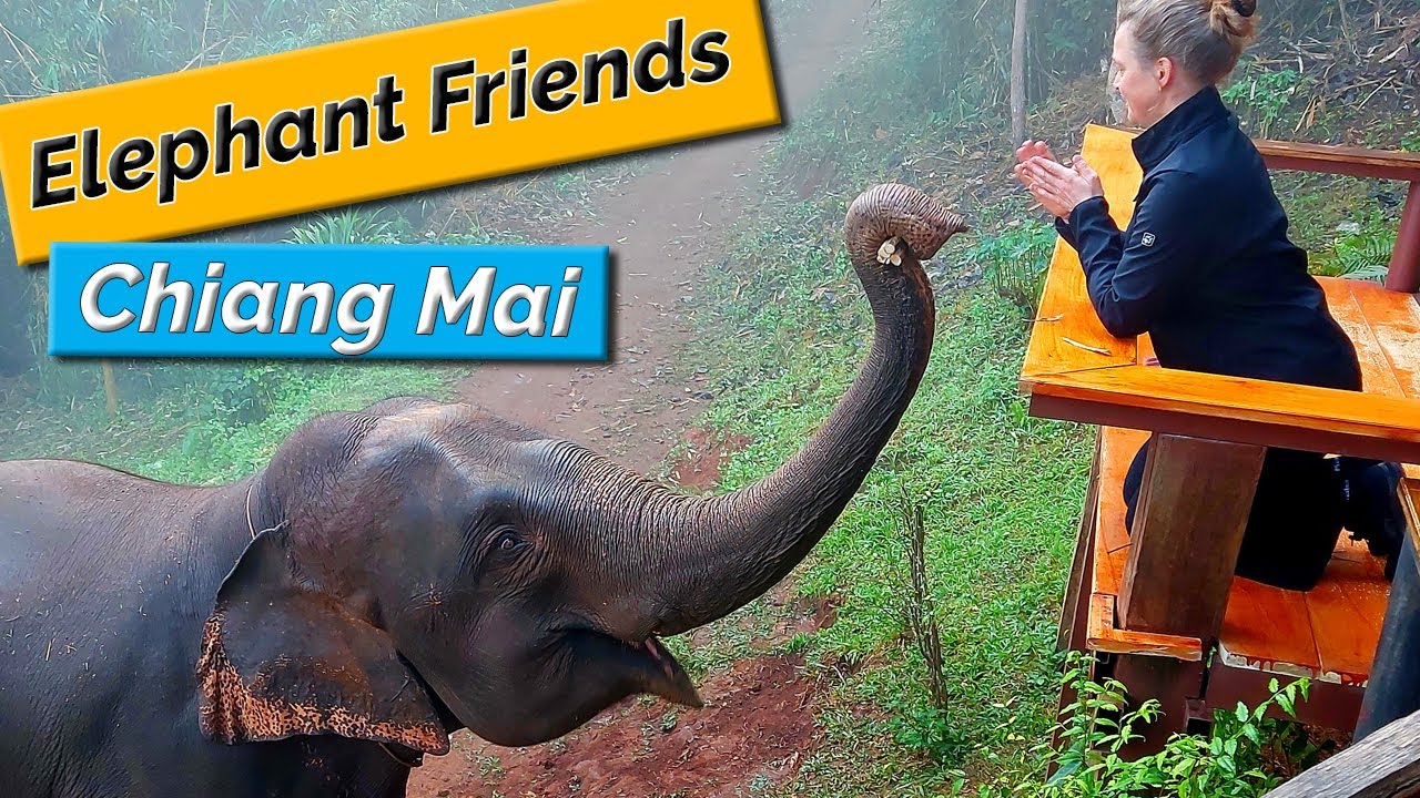 Waking up like never before...  - Elephant Friends Chiang Mai - Thailand