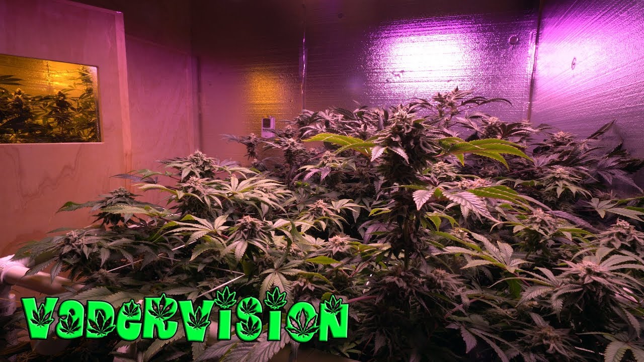 2018 Cali Legal Grow * Day 101 *  LED Almost ready for Flush