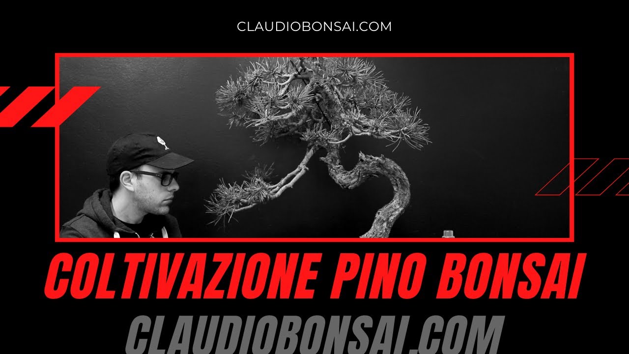 COME COLTIVARE UN PINO BONSAI 2021
