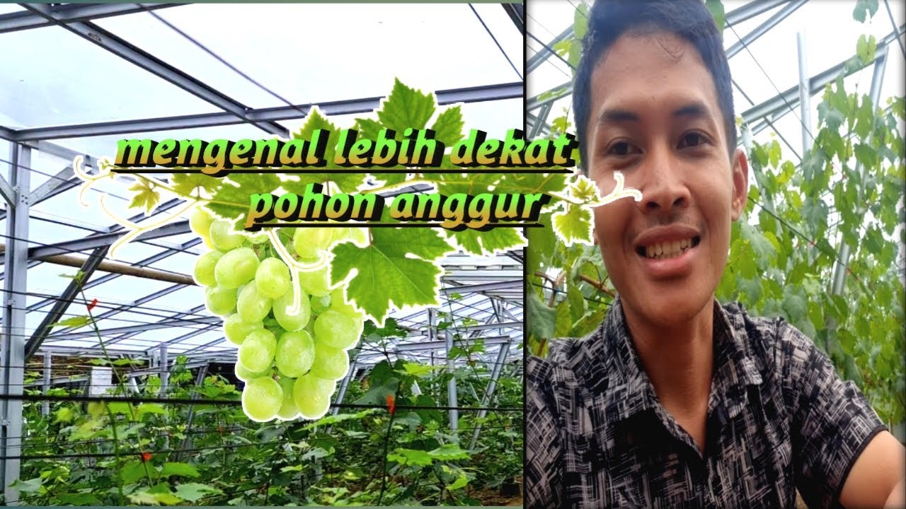 mengenal pohon anggur import lebih dekat