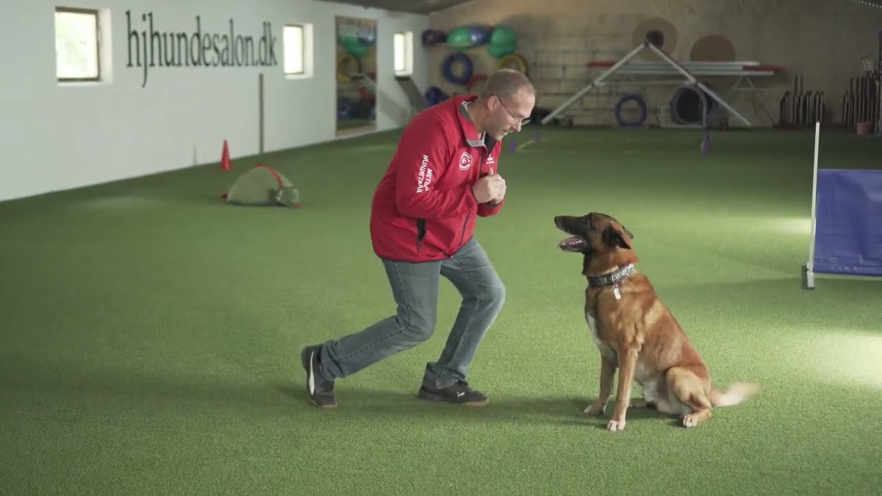 Sådan indlærer du DÆK øvelsen DEL 1  - hundetræning