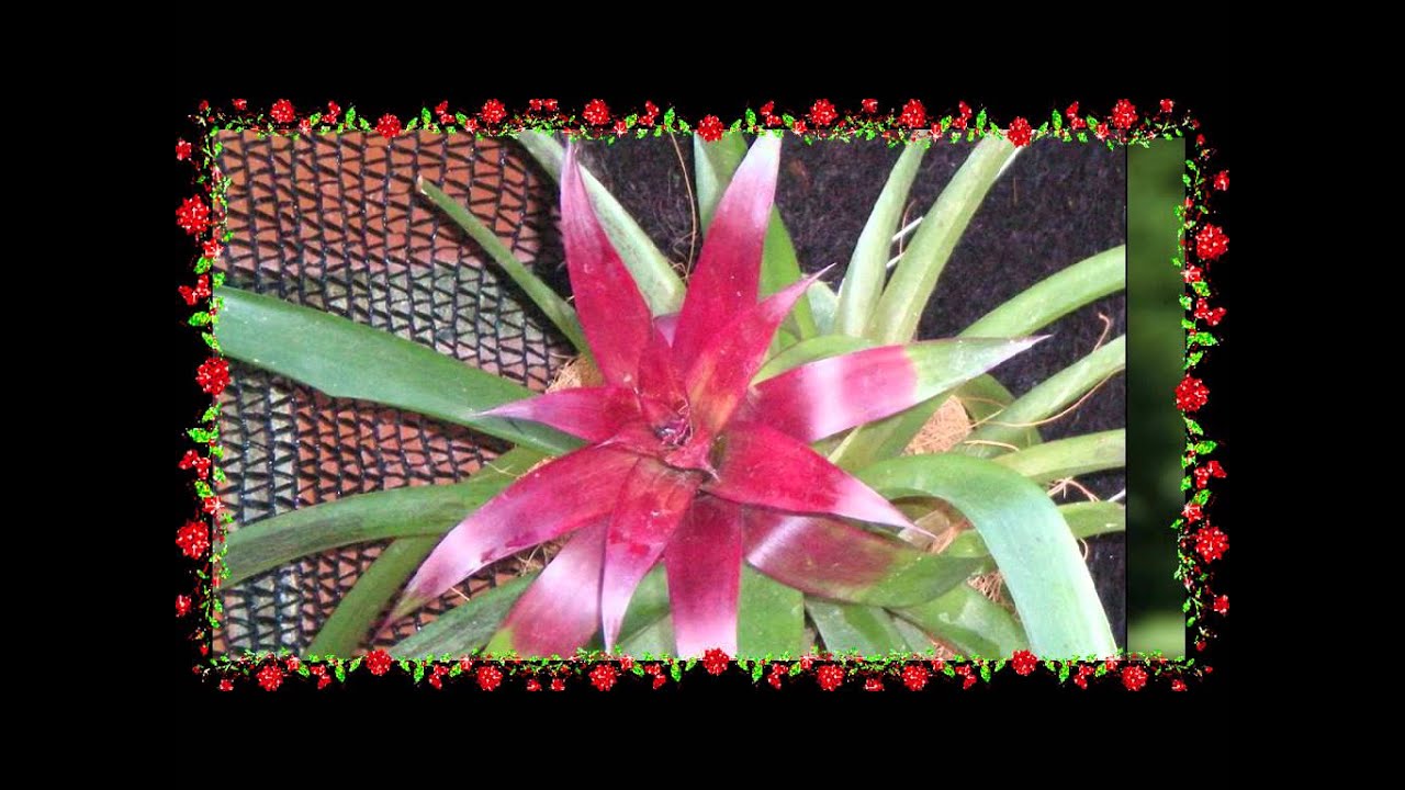 Flores de Galipán - Johnny Díaz Apitz