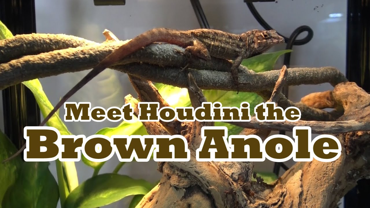 Познакомьтесь с Гудини, бурым анолисом