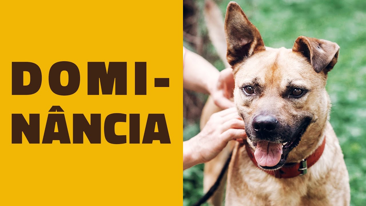 Sinais iniciais de um CACHORRO DOMINANTE