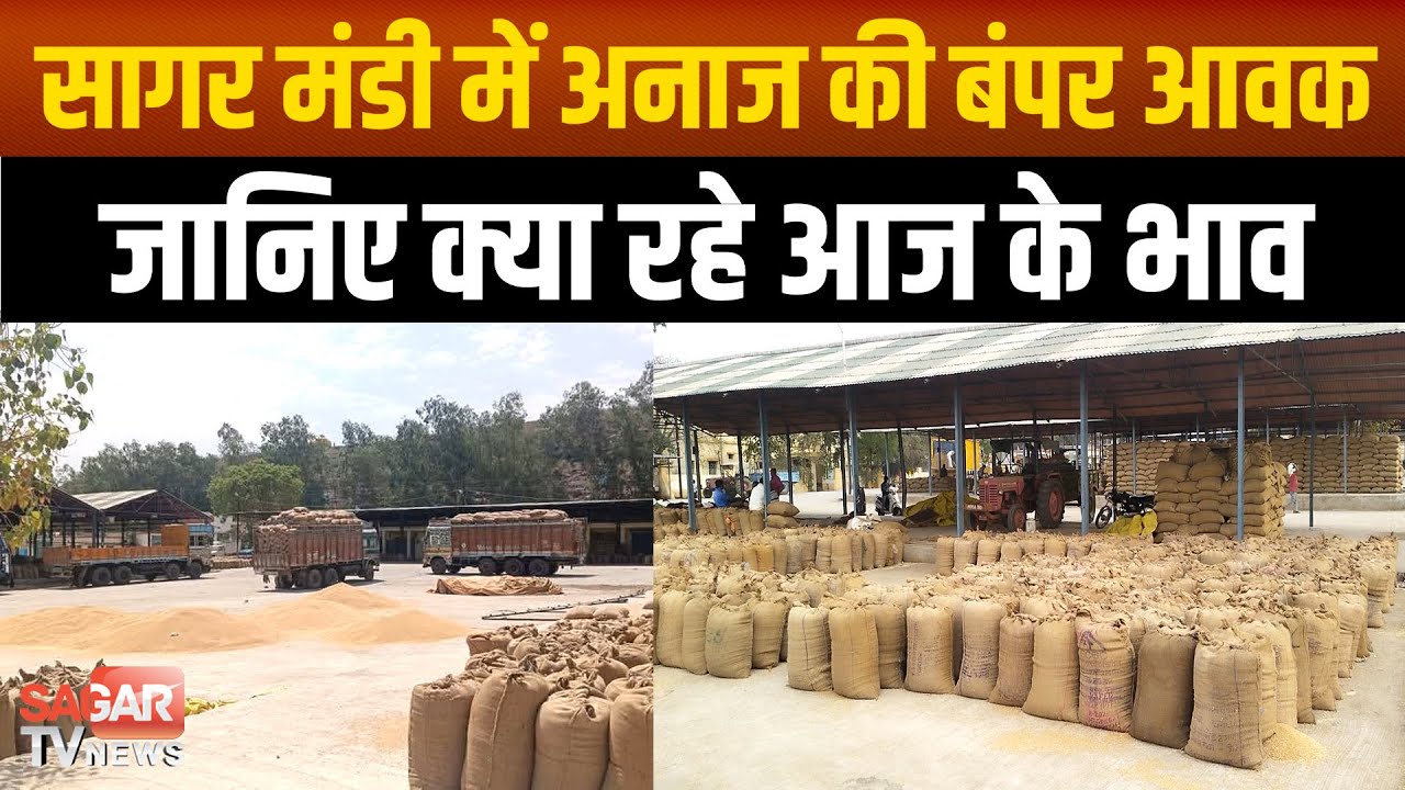 सागर मंडी में अनाज की बंपर आवक, जानिए क्या रहे आज के भाव | sagar tv news |