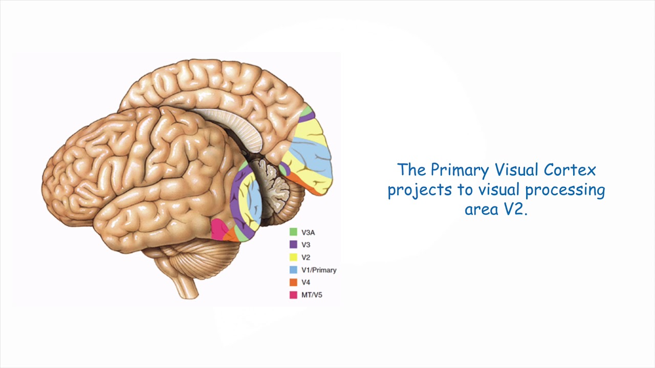 The Primary Visual Cortex