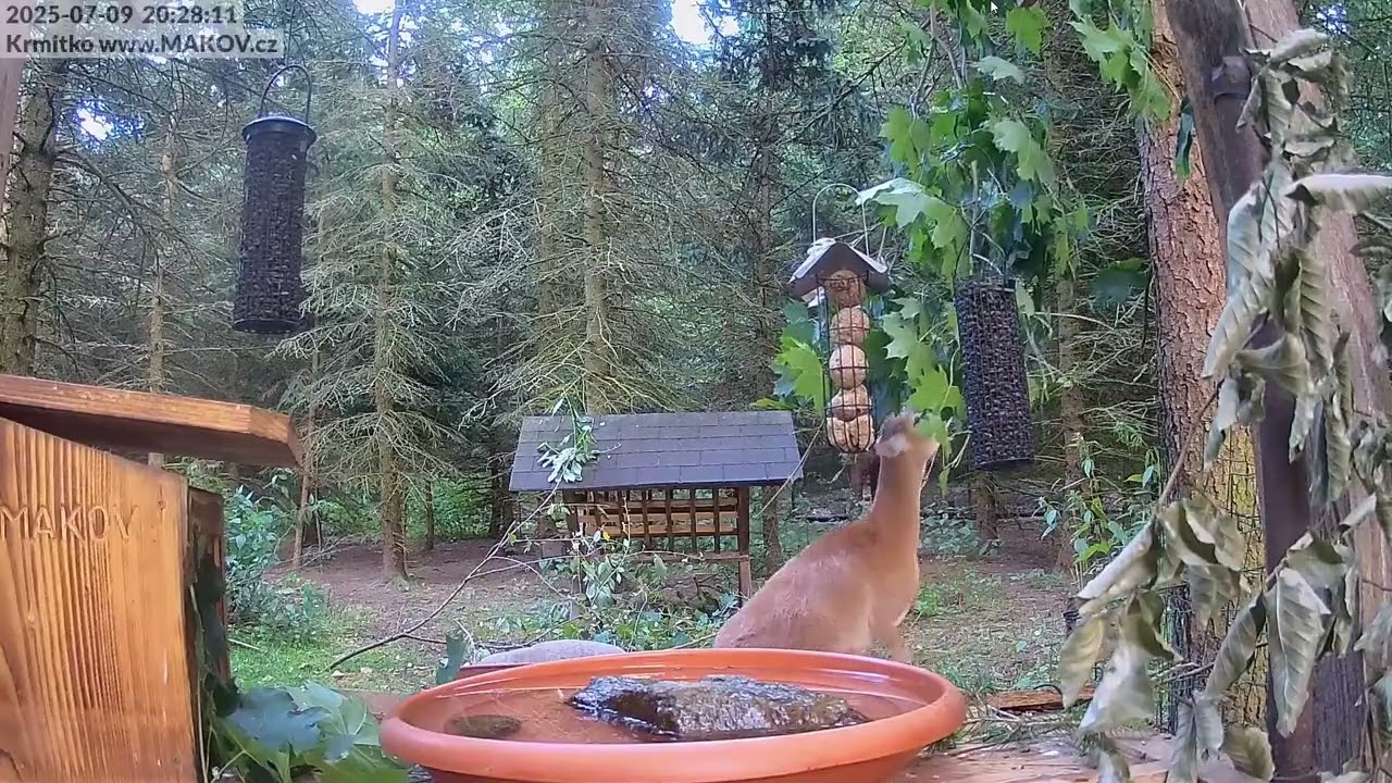 Srnečka a muflonka Mufinka si pochutnávají