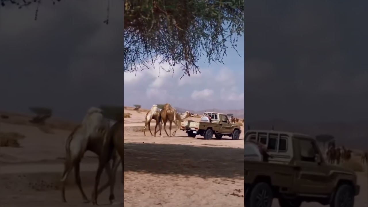 البل البل عطايا الله ومورث اهلنا - صالح ال مانعه