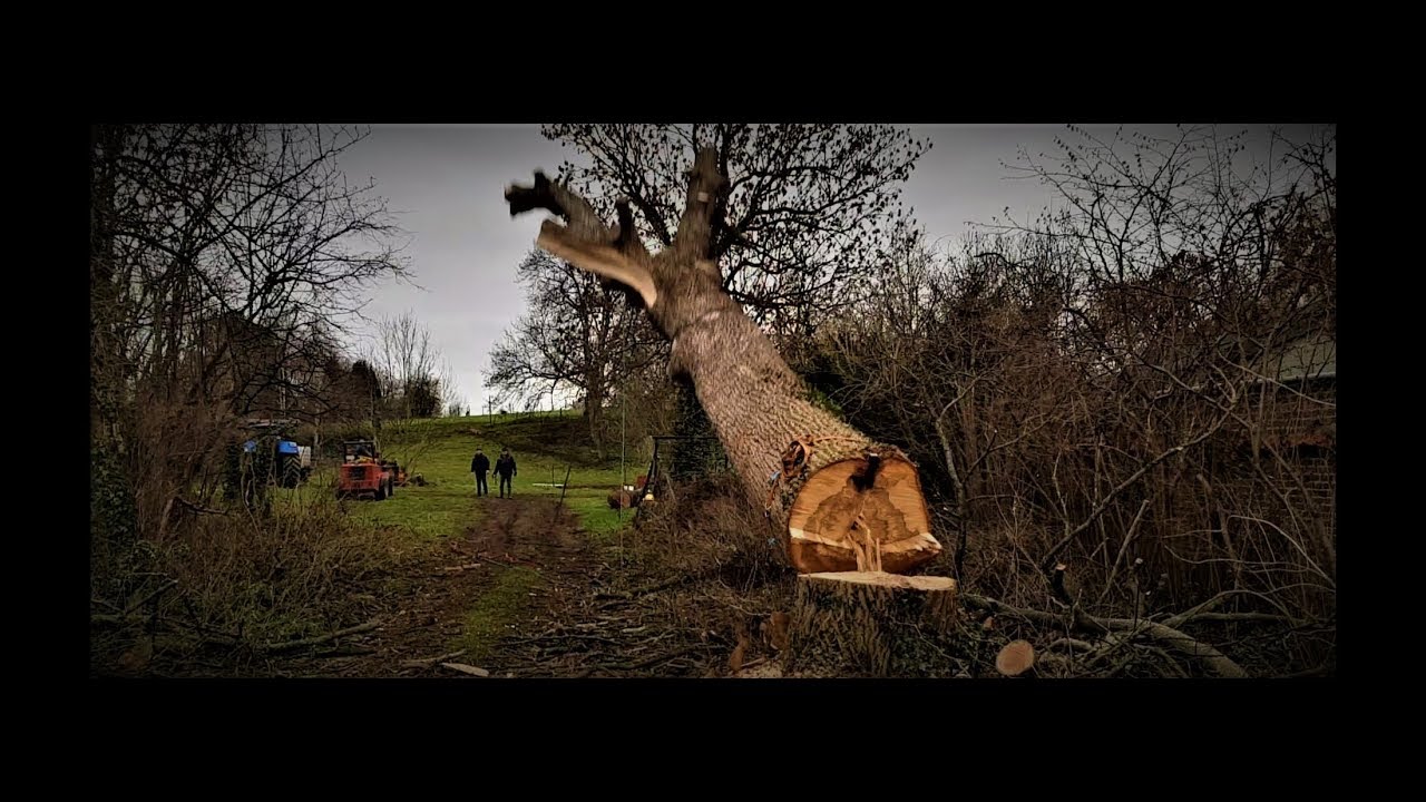 Abattage & démontage avec rétention de deux arbres  STIHL MS 201 TC-M