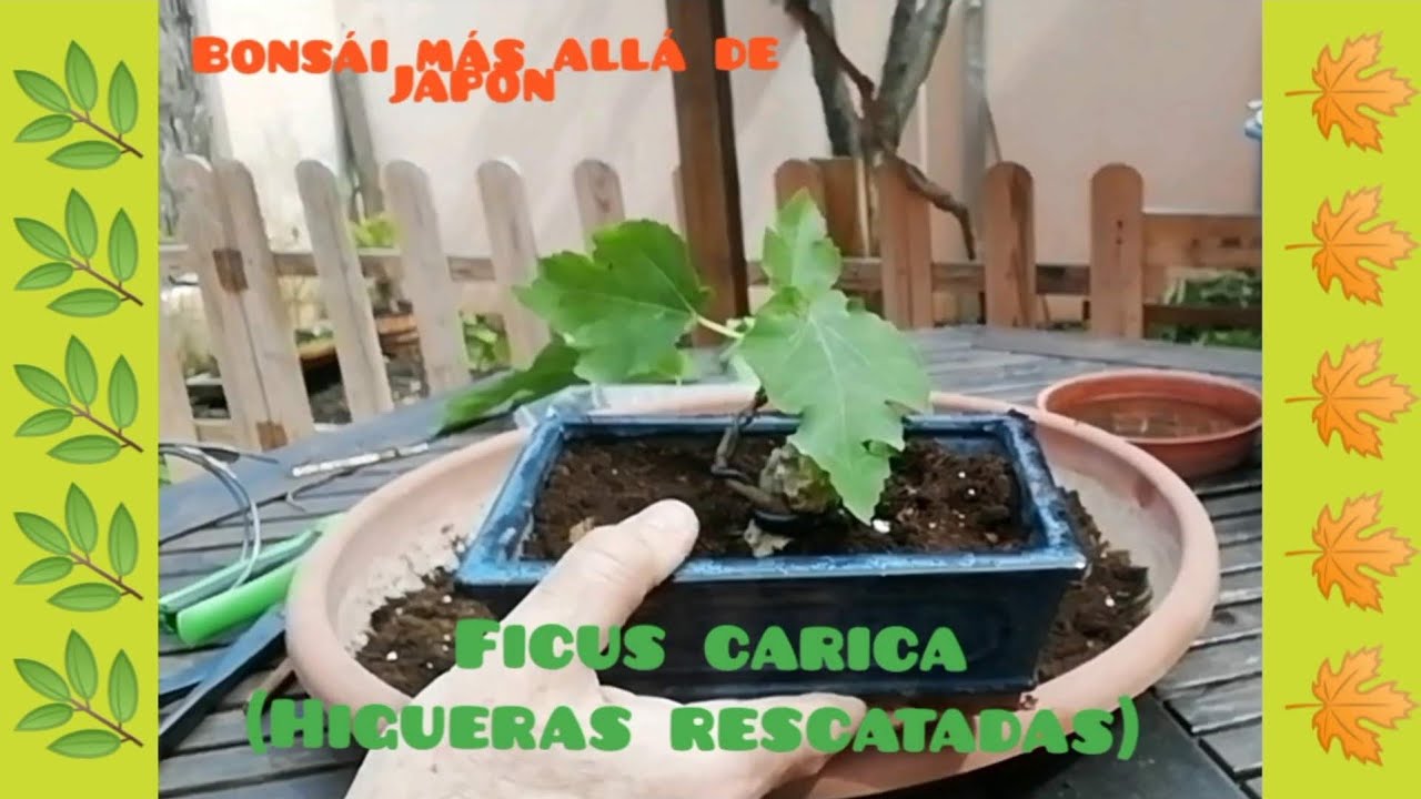 COMO HACER UN BONSÁI DESDE CERO FÁCIL Y BARATO. FICUS CARICA (HIGUERAS RESCATADAS).🍁🍁🍀☘️🍁☘️🍁🍁