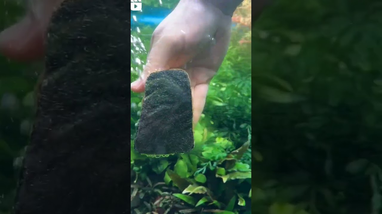 How to clean algae from aquarium glass #deepjangid #plantedaquarium #fishhobbyist #aquarium #shorts