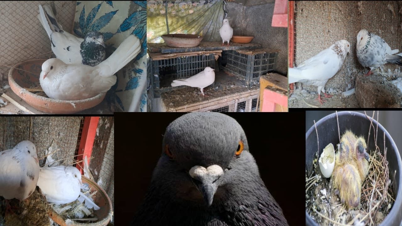 pigeon bird pigeon bird pigeon bird