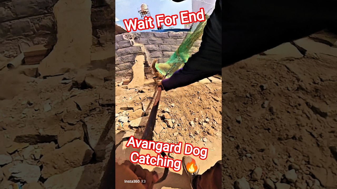 Avangard Street Dog Catching #dog #streetdogrescue #ytviral #shorts #animals #pets #ytshorts #street