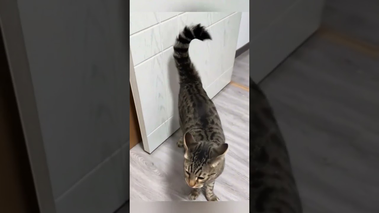 😂 Funniest Cat Moments That Will Make You Laugh | Cat Shorts 🐱