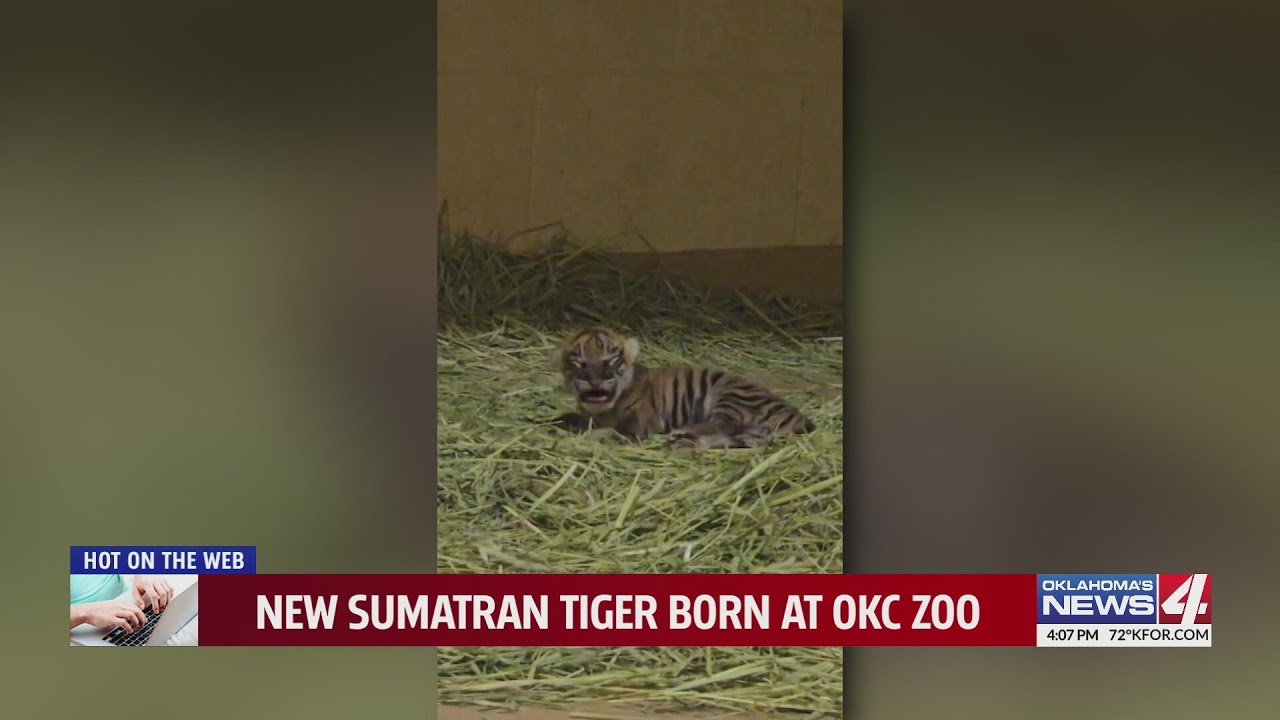 New Sumatran tiger born at OKC Zoo