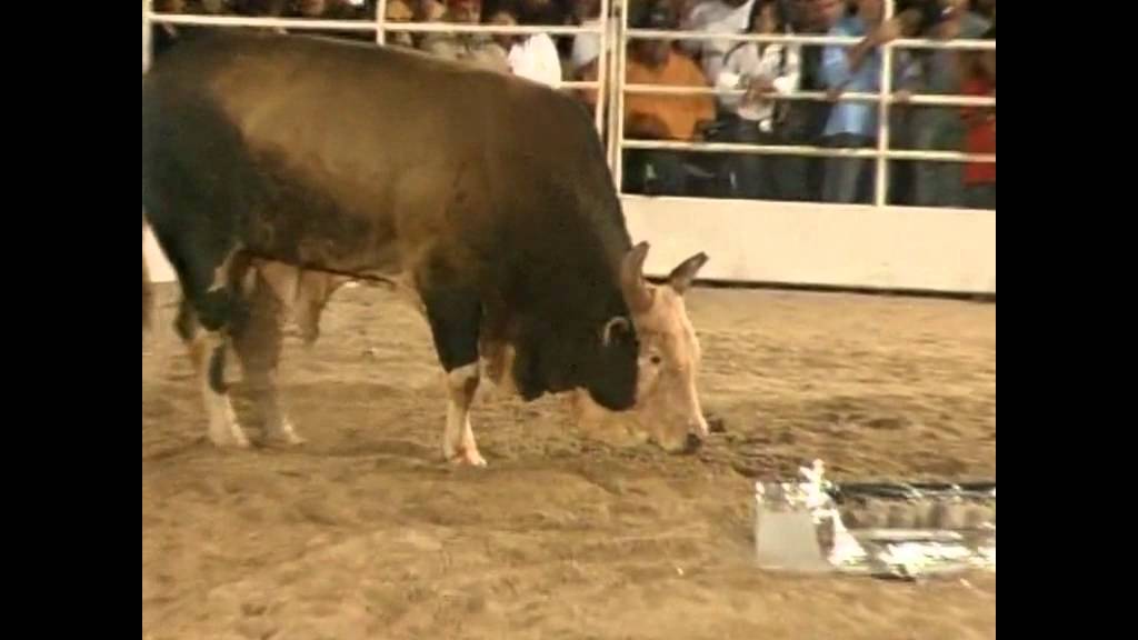 Touro Bandido e seus Clones. Em Assis.