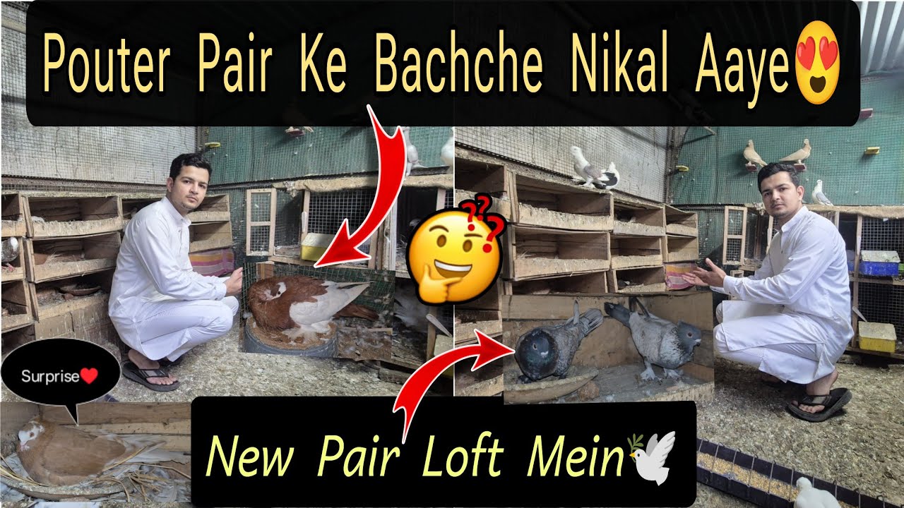 Magpie Pouter ke Bacche Nikal Gaye 😍 New Satinatte Pair Loft Me Shift kardiya!💫🕊