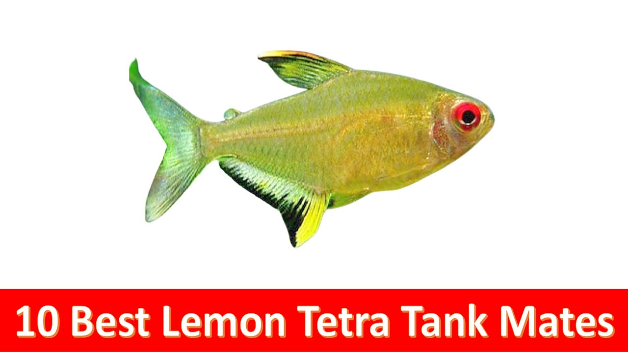 10 Best Lemon Tetra (Hyphessobrycon pulchripinnis) Tank Mates For Freshwater Aquariums